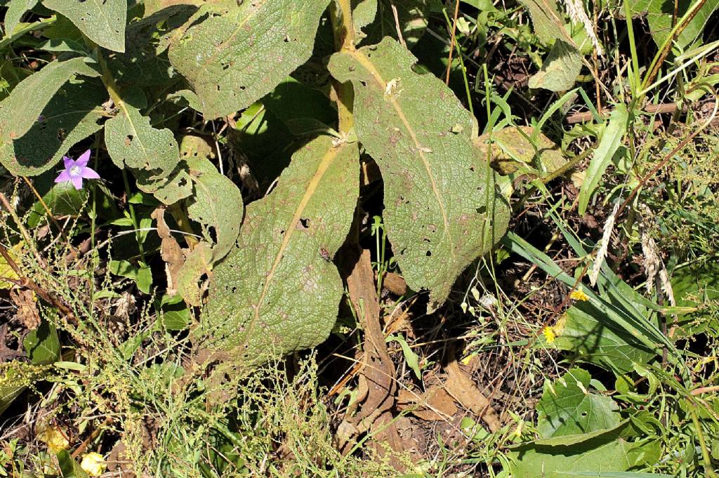 Verbascum thapsus?